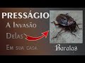 🏡 A Invasão das baratas - O Aviso da Consciência Suprema..!