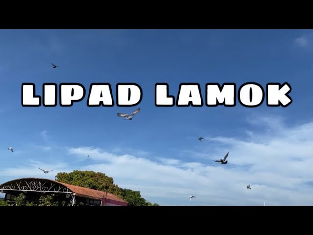 LIPAD LAMOK |Reggie Cruz Loft & Aviary #reggiecruzloftandaviary #racingpigeon #reggiecruzloft class=