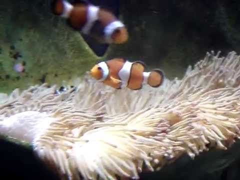Wild Pretty Fishes