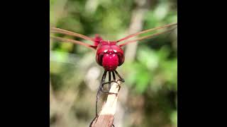 The Great Crimson Glider(Urothemis signata)🔊 #sound #dragonfly #bug