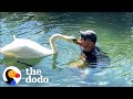 Guy rescues an egg and becomes a swan dad for life  the dodo