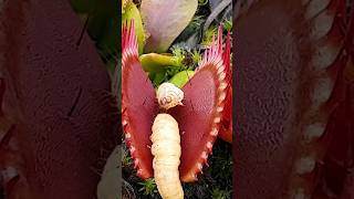 Worm almost bitten in half by Venus Flytrap