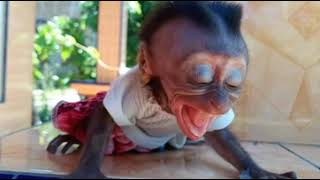Lagu Tiktok Yang Lagi Viral, Happy Asmara Apakah Itu Cinta Versi Monyet Lucu Dan Pintar heehaahmmhoo
