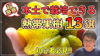 寒いところでも栽培できる初心者おすすめの熱帯果樹「13」選