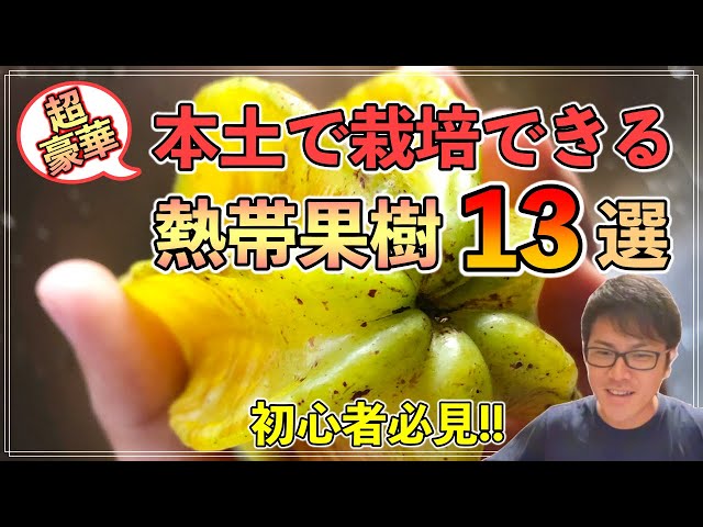 寒いところでも栽培できる初心者おすすめの熱帯果樹「13」選