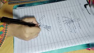 Draw | Forelimb of Frog | easy way | Bio practical  | 2nd year |