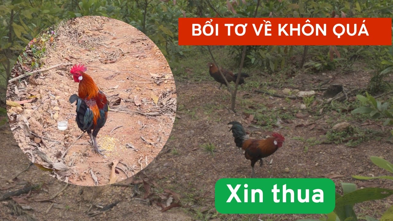 Bẫy gà rừng, Bổi tơ về hâm quá lâu, cái kết không thể đợi được #gàrừngrặc #gàrừng #gàrừngtaitrắng 