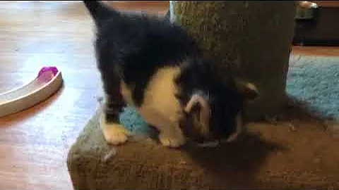 Video 10967351: tabby siberian, black tabby, tabby white