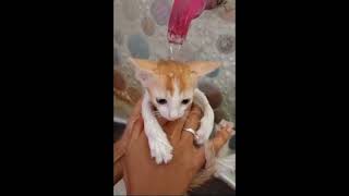 How to Bathe a Kitten Without Cat Shampoo and without making it to scared