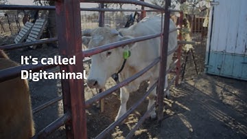 GPS cattle tracker - Tracking and monitoring livestock