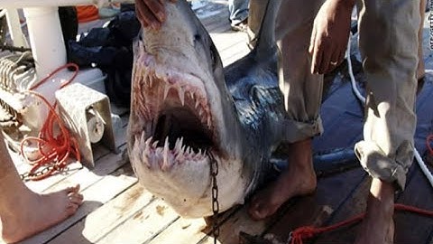 Alerte : les requins attaquent !