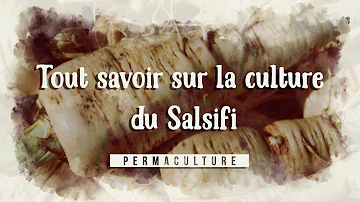 Comment réussir la culture des salsifis ?