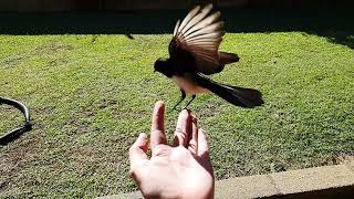 Willy wagtail slowmo leaping off hand