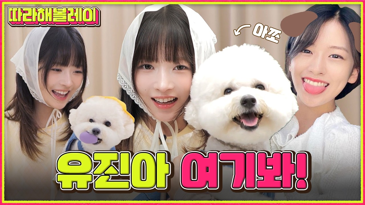 스마트폰으로 쌉가능한 강아지 스냅사진 꿀팁 대공개 with 최태포토ㅣ따라해볼레이 EP.37