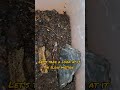 Tarantula hunting #tarantula #tarantulakeeper #tarantulapet #tarantulalove #pet #lasiodoraparahybana
