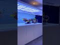 Aquariumfish poisson aquascape fich asmr asmr.