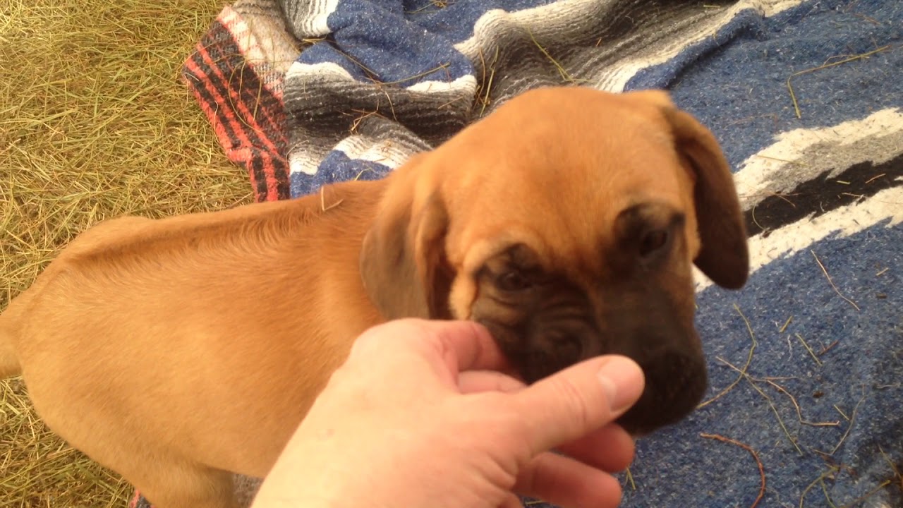 Rhodesian Ridgeback / Saint Bernard Puppies, 8 weeks old - YouTube
