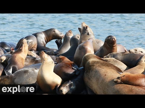 OrcaLab Sea Lion Beach powered byEXPLORE.org