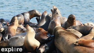 OrcaLab Sea Lion Beach powered byEXPLORE.org