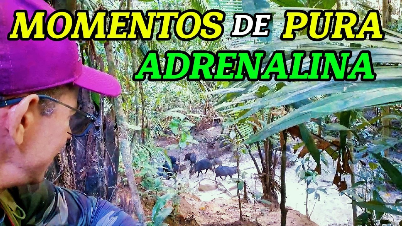 Documentando os Porcos Queixadas na Selva: Momentos de Perigos, Suspense e Muita Adrenalina!