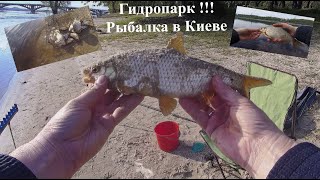 картинка: Гидропарк !!! Рыбалка в Киеве. Размер Плотвы ХХL
