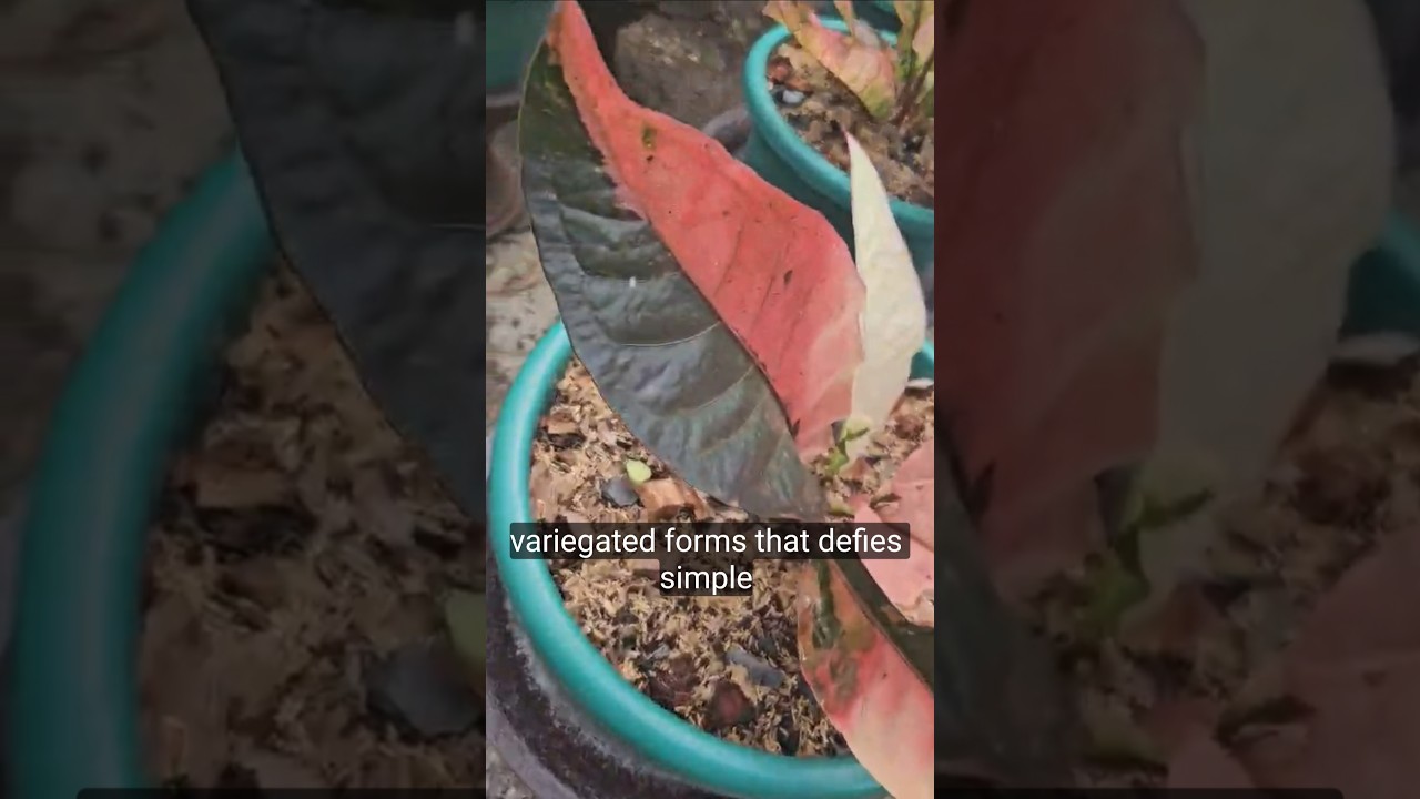 Red Blood Series Anthurium Foliage by 