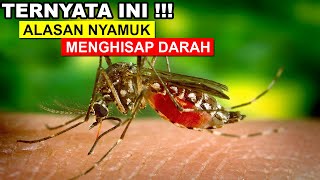 Ternyata Ini Alasan Nyamuk Menghisap Darah!!! Beberapa Info Unik Menarik Nyamuk