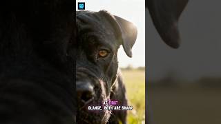 Cane Corso vs Doberman — Who Is More Intense? 🐶  | Infinite Facts #canecorso #dog #doberman