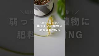【注意】弱った植物に肥料は絶対与えないでください #観葉植物のある暮らし #観葉植物 #観葉植物インテリア #観葉植物初心者 #肥料 #活力剤 #ハイポネックス #リキダス #メネデール