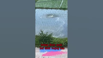 tưởng thủy quái bơi dưới ruộng lúa