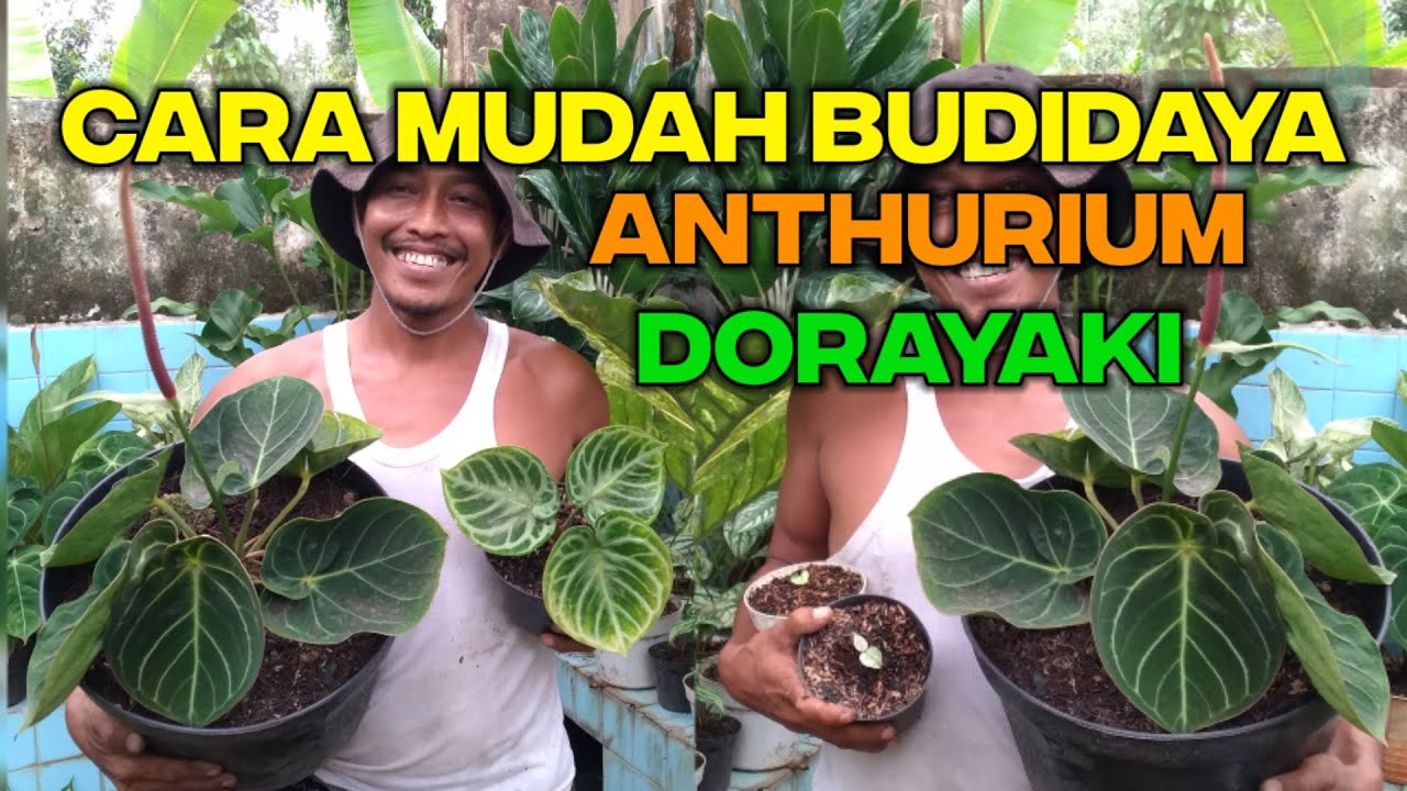 CARA MUDAH BUDIDAYA ANTHURIUM DORAYAKI | ROSELA BUNGA