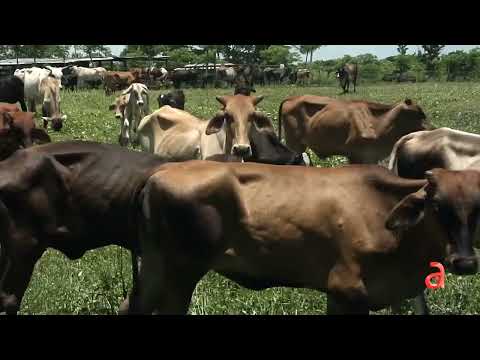 americateve | El hurto de ganado se elevó un 145 % en Cuba en 2022,  y en el 2023 continúa  empeorando