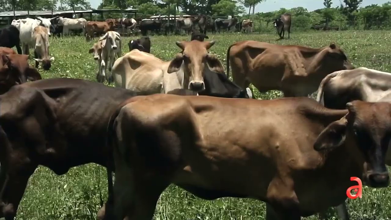 americateve | El hurto de ganado se elevó un 145 % en Cuba en 2022,  y en el 2023 continúa  empeorando