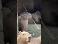 Why Are Capybaras So Calm #capybara #animals #wildlife #cute #animallovers