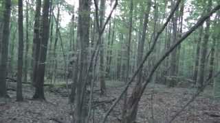 Bigfoot Research Knocks and stick snapping