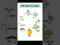 Life Cycle of a plant #english #spokenenglish #shorts