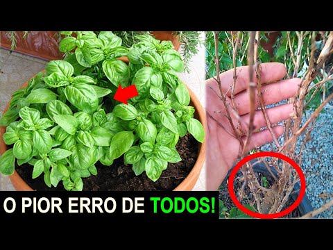 Vídeo: Doenças de manjericão: problemas comuns de plantas de manjericão