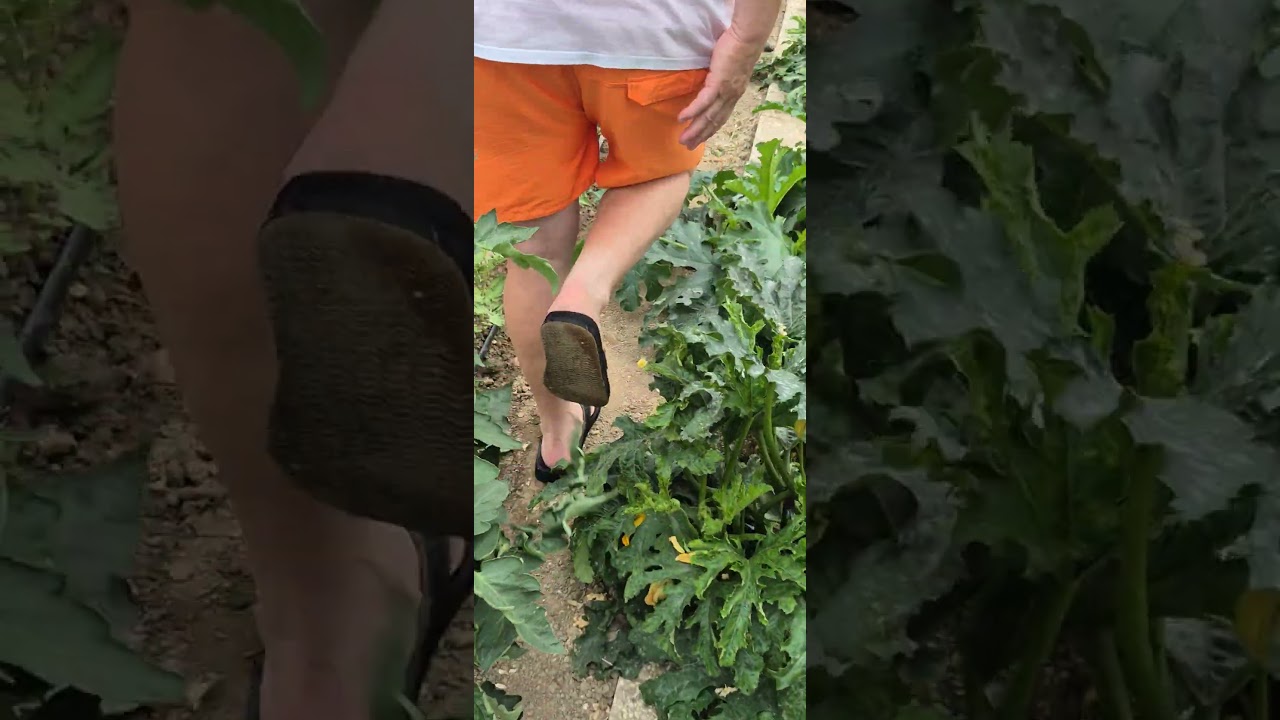 BCX900 +2 izkušnje uporabe v rastlinjaku