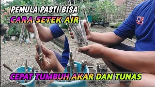 CARA STEK AIR ‼️ BOUGENVILLE CEPAT TUMBUH AKAR DAN TUNAS MUDA