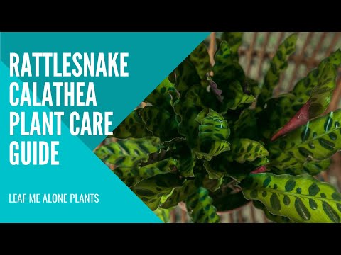 Rattlesnake Calathea (Calathea lancifolia) Plant Care Guide For Beginners