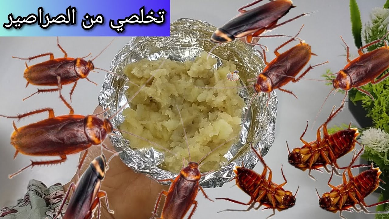تخلصي من الصراصير الكبيرة والصغيرةللأبد 😱طرق بسيطة بالمجان تهنيك من الصراصير  المقرفة في البيت