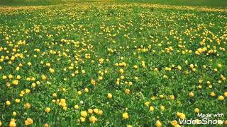 Music Life With Pixabay -Earth Day-