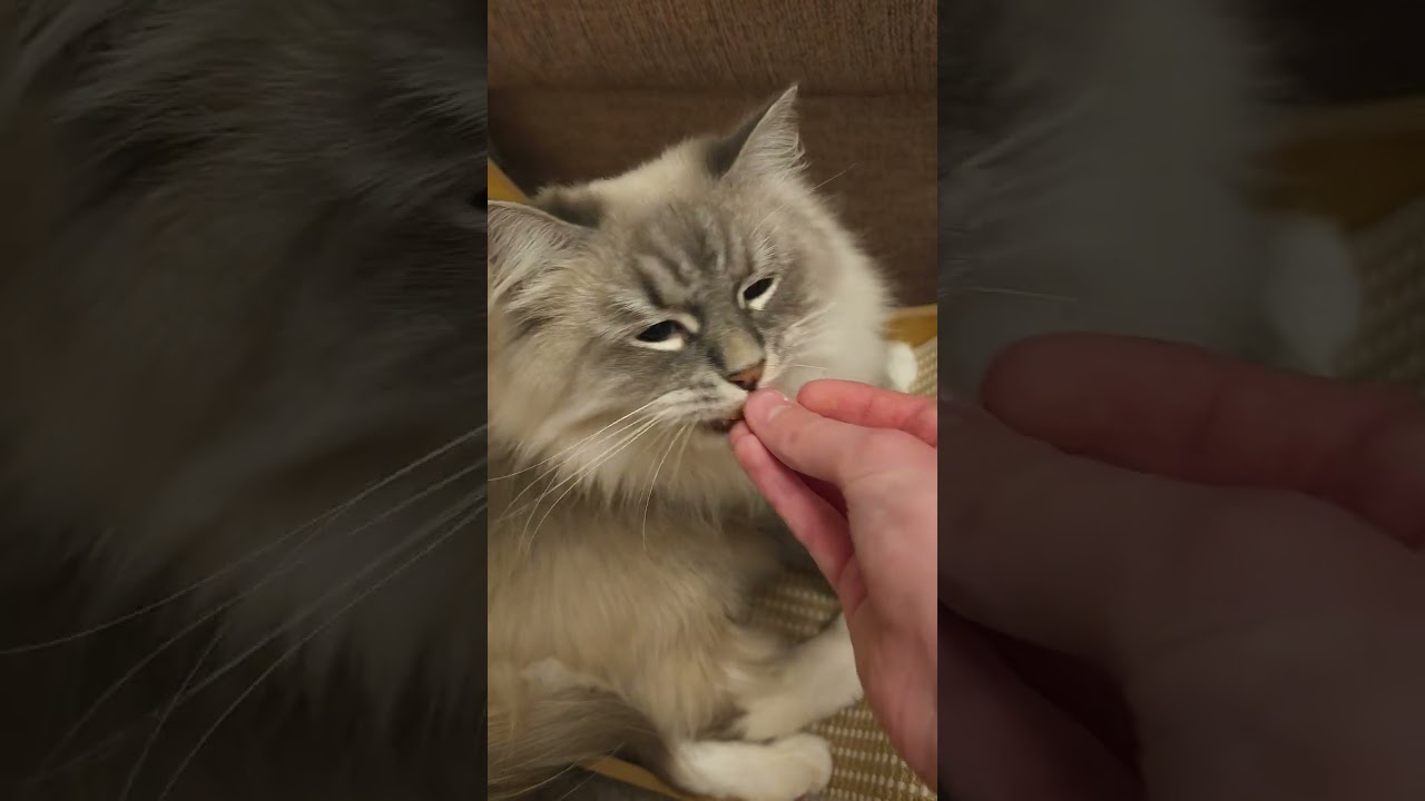 Playground for Whiskers (with treats, of course).