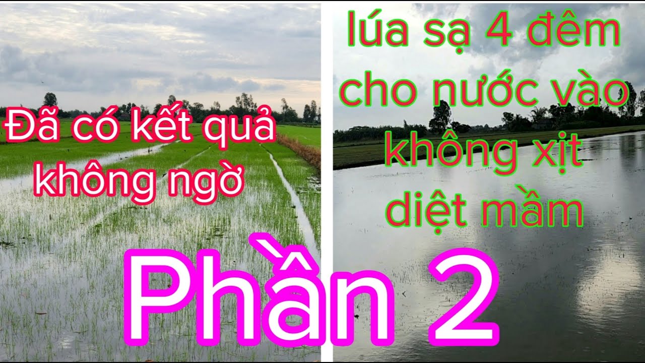 Diệt trừ lúa cỏ lúa rài không cần xịt diệt mầm mà sạch cỏ lại tiết kiệm (phần 2).
