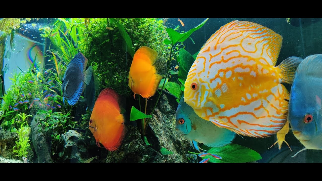Low Maintenance Discus Tank YouTube