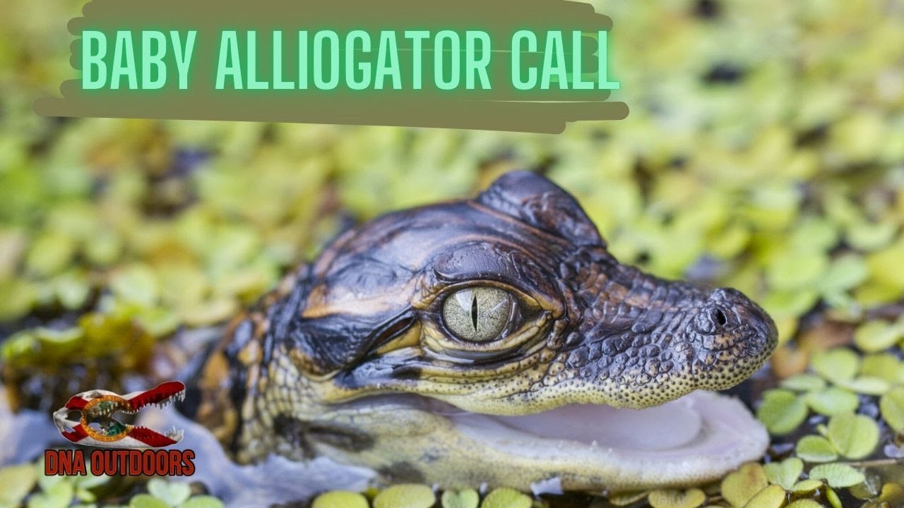 Baby Alligator Call Loop 🐊🐊🐊 - YouTube