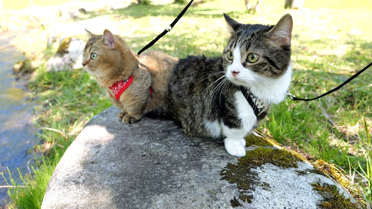 This was my last outing with my cat Coco.