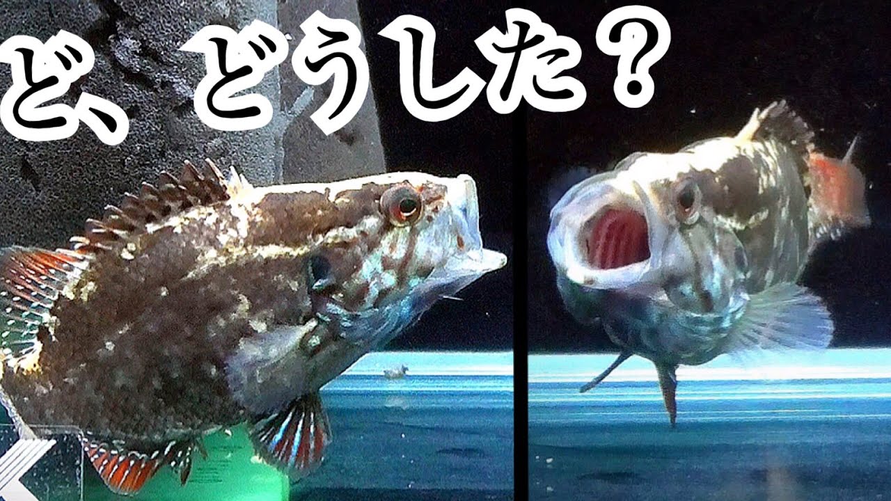 かっこいい日本淡水魚の捕食を観察していたら Youtube かっこいい日本淡水魚の捕食を観察していたら Youtube