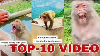 Madar Monkey Kill Her Baby Top-10 Video
