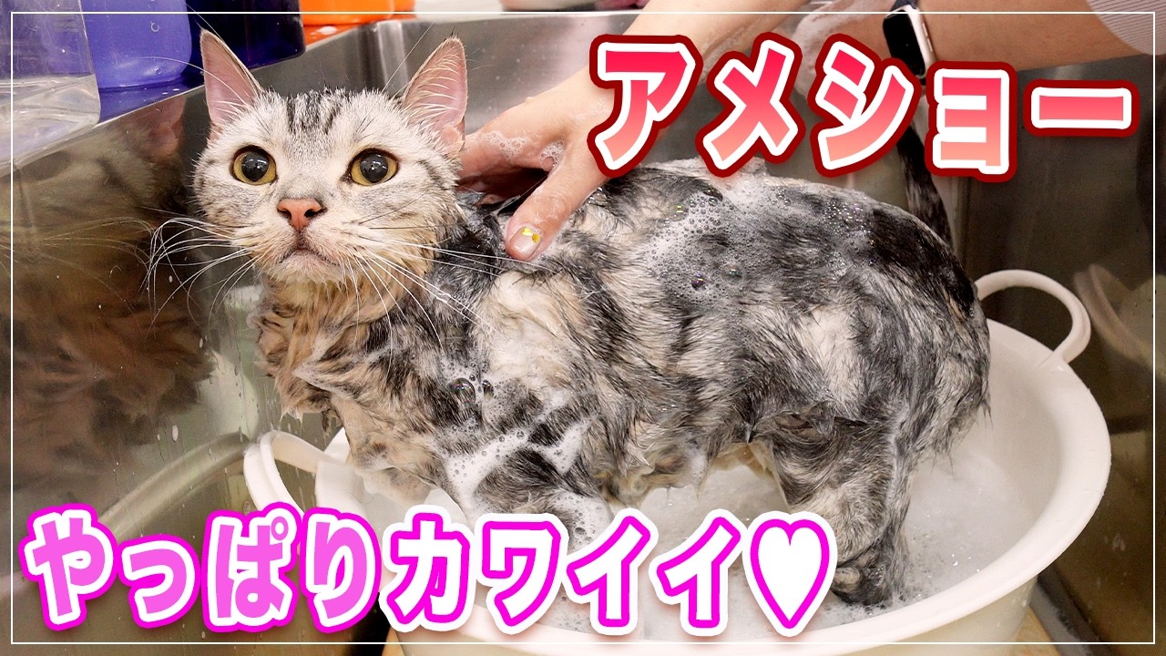 【クレアちゃん】年に一回サロンに来るアメショーが可愛すぎた【アメショー】